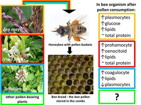 Bee nutrition is a critical aspect of beekeeping